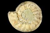Jurassic Fossil Ammonite (Pavlovia) - Russia #174924-1